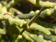 Stigmatopora narinosa