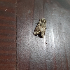 Spodoptera ornithogalli