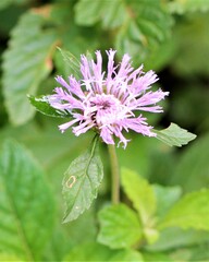 Centratherum punctatum