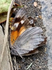 Libytheana carinenta mexicana