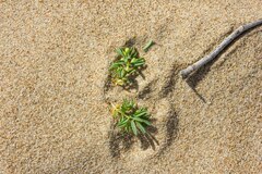 Euphorbia polygonifolia