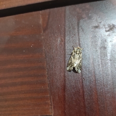 Spodoptera ornithogalli