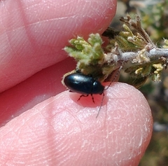 Altica obliterata