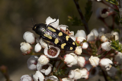 Castiarina picta