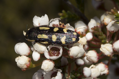 Castiarina picta