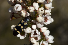 Castiarina decemguttata