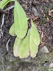 Platanthera orbiculata