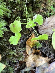 Hydrocotyle americana