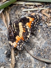 Chlosyne lacinia adjutrix