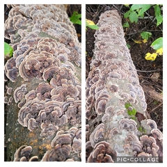 Trametes versicolor image