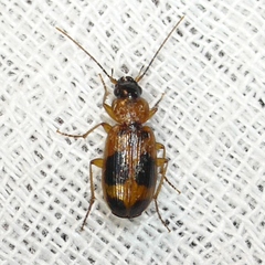 Badister neopulchellus