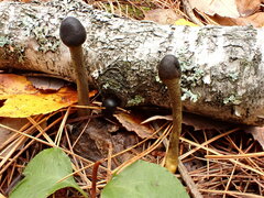 Tolypocladium longisegmentatum