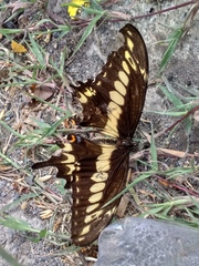 Papilio ornythion ornythion