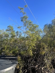 Larrea tridentata