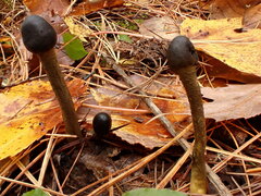 Tolypocladium longisegmentatum