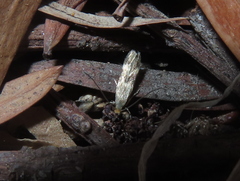 Oinophila v-flava