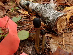 Tolypocladium longisegmentatum