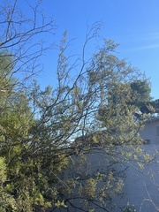Larrea tridentata