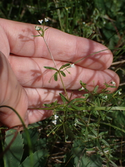 Galium trifidum