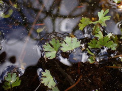 Ranunculus gmelinii