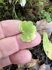 Hydrocotyle americana