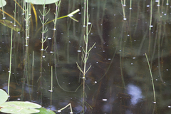 Equisetum fluviatile
