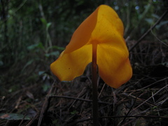 Hymenogloea papyracea