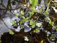 Ranunculus gmelinii