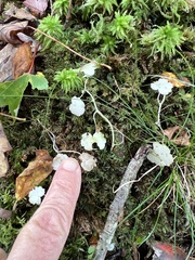 Hydrocotyle americana