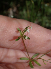 Galium trifidum