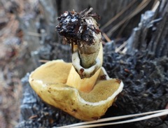 Suillus tomentosus
