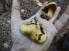 Suillus tomentosus
