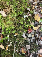 Hydrocotyle americana