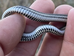 Tropidoclonion lineatum