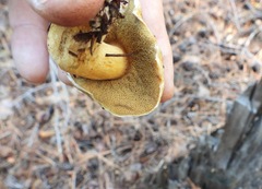 Suillus tomentosus