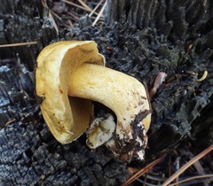 Suillus tomentosus