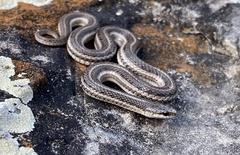 Tropidoclonion lineatum