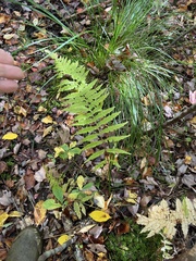 Coryphopteris simulata