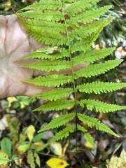 Coryphopteris simulata