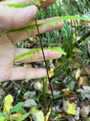 Coryphopteris simulata