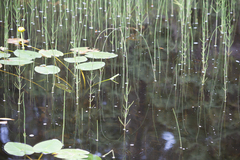 Equisetum fluviatile