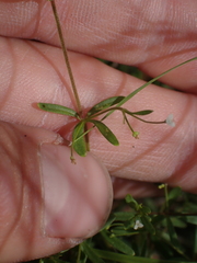 Galium trifidum