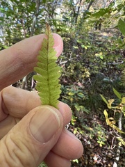 Coryphopteris simulata