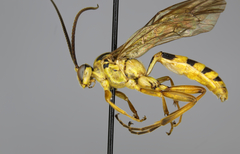 Setanta parsimonica