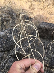 Boechera sparsiflora