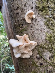 Pleurotus populinus