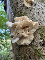 Pleurotus populinus