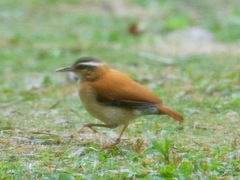 Furnarius leucopus