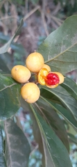 Pittosporaceae