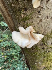 Pleurotus populinus
